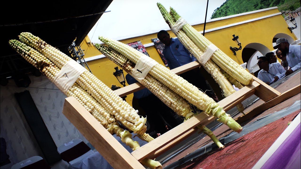 Metraje de la Feria del Elote Jala Nayarit 2023 y El Elote Más Grande del Mundo #campo #viajes #jala