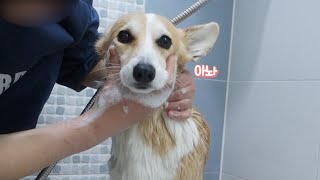 [Eng] My dog ran away during the shower! LOL
