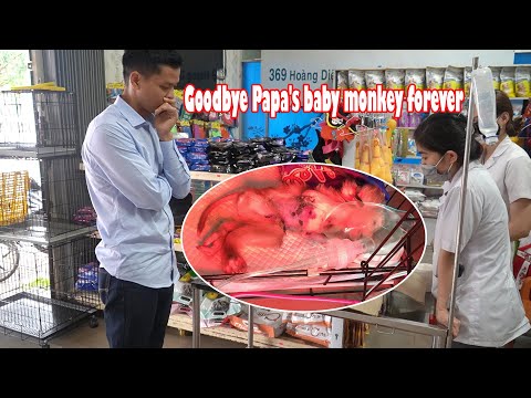 Goodbye Papa's baby monkey forever • Monkey KiKi