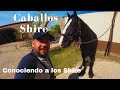 Un poco de los caballos Shire!