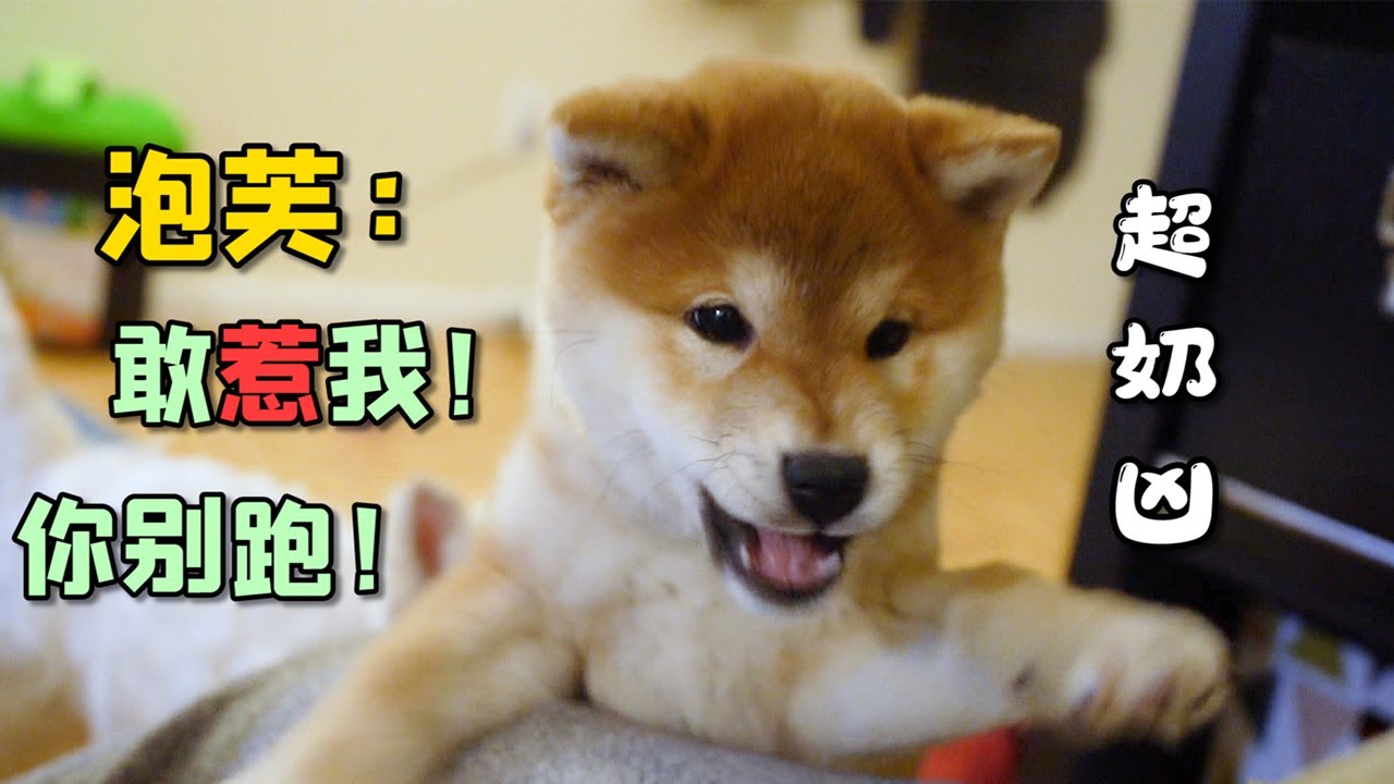 小狗可以有多奶凶？柴犬小泡芙秒变奶凶战斗柴！自己都咬，就问你怕不怕？