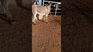 Funniest Donkey Ever Donkey Training the fun way 2090