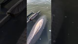 Download Lagu baliq ovi MP3