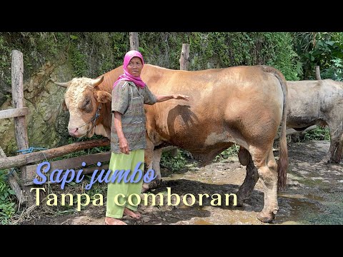 IBU INI BINGUNG DENGAN AJARAN KRISTEN