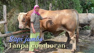 DI PERKAMPUNGAN EXTRIM ADA SAPI JUMBO TANPA COMBORAN DI GUNUNGKIDUL‼️