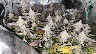Mars hydro 3x3 with FC-4800. Dope boy and Zoap clones. #marshydroreview