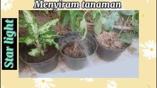 siram tanaman di sore hari|| mendengar suara air yg sangat relax ~ !! 😚🌺