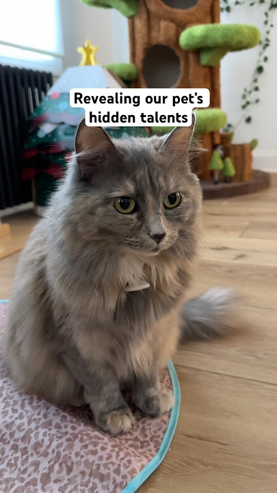 #Sponsored YouTube Shorts lets you turn your pet photos into videos?!