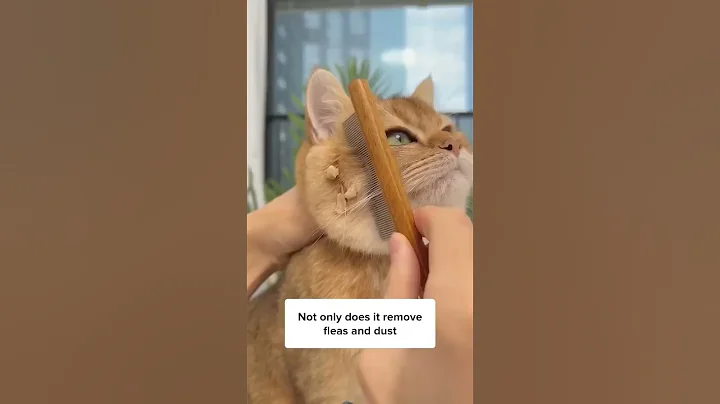 Video 6575841: cats kitten catlover pets, kitten catlover pets funny, catlover pets dance