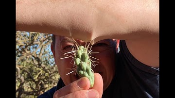 Cactus Spines!! #amazing #nature #amazingfacts #wow #pain #sting #funny #funnyvideo #funnyshorts 