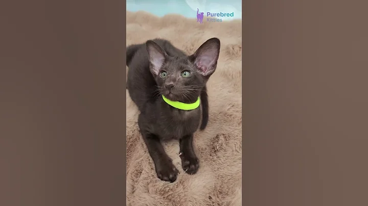 Watch the video about Sherilyn