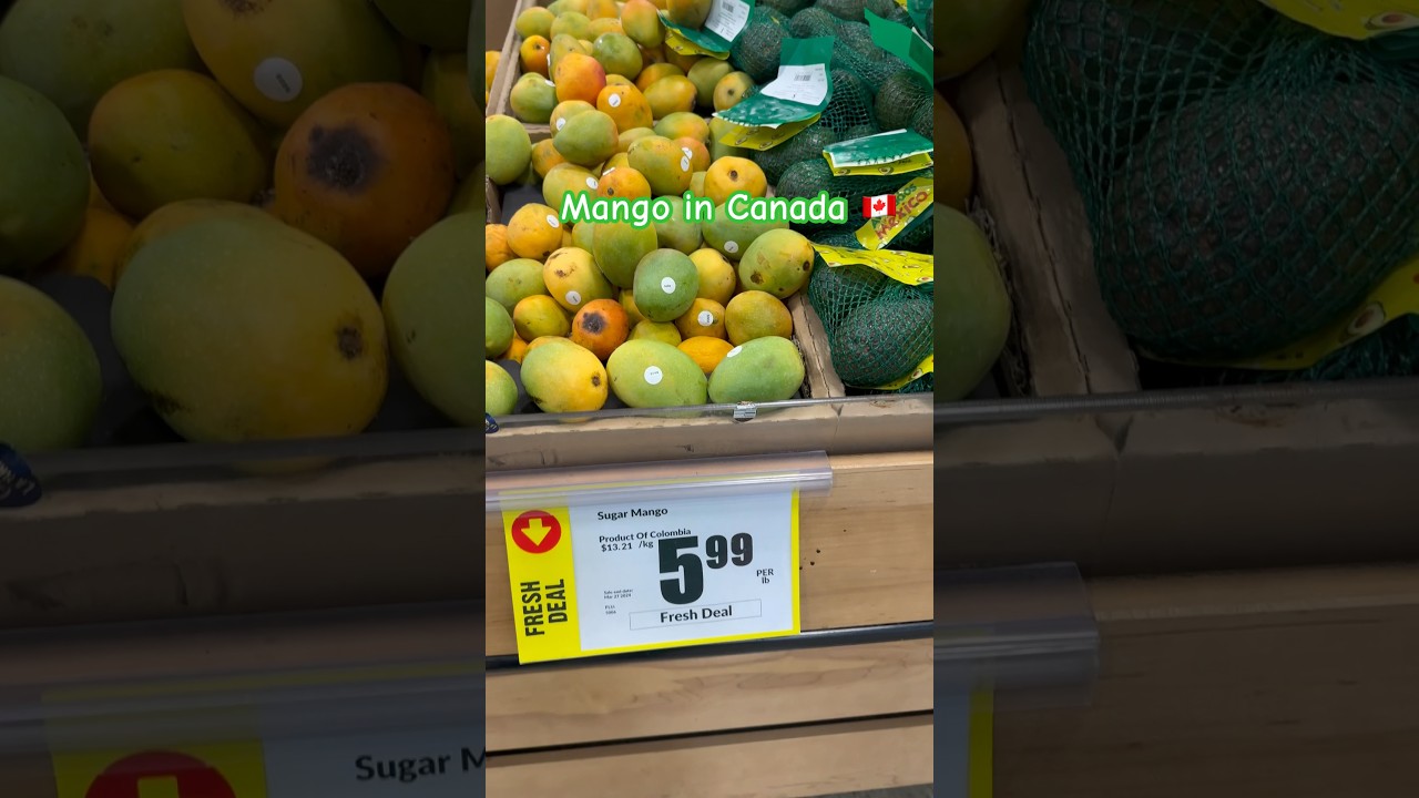 Canada maie mango ki price 🇨🇦 Summer special 2024 