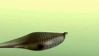 Metaspriggina, an early vertebrate
