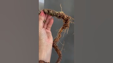 2 củ sâm rừng 75 gam tẩm bổ giá yêu thương zalo 0377965679 e Nguyệt nhé