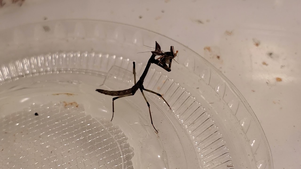 Cat-eye mantis nomming a fruit fly