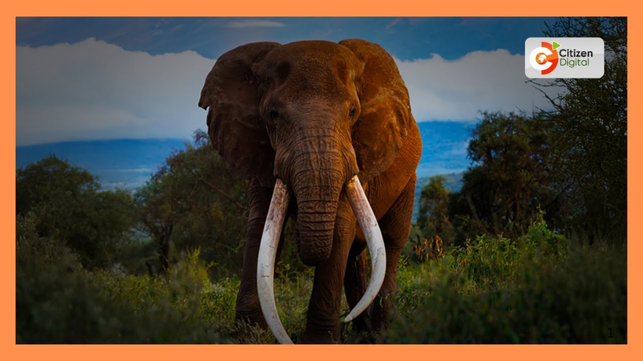 Kumbukumbu ya tembo Craig: Alikuwa na pembe zenye uzani wa takriban kilo 100