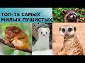 Топ-15 самых милых пушистых животных в мире