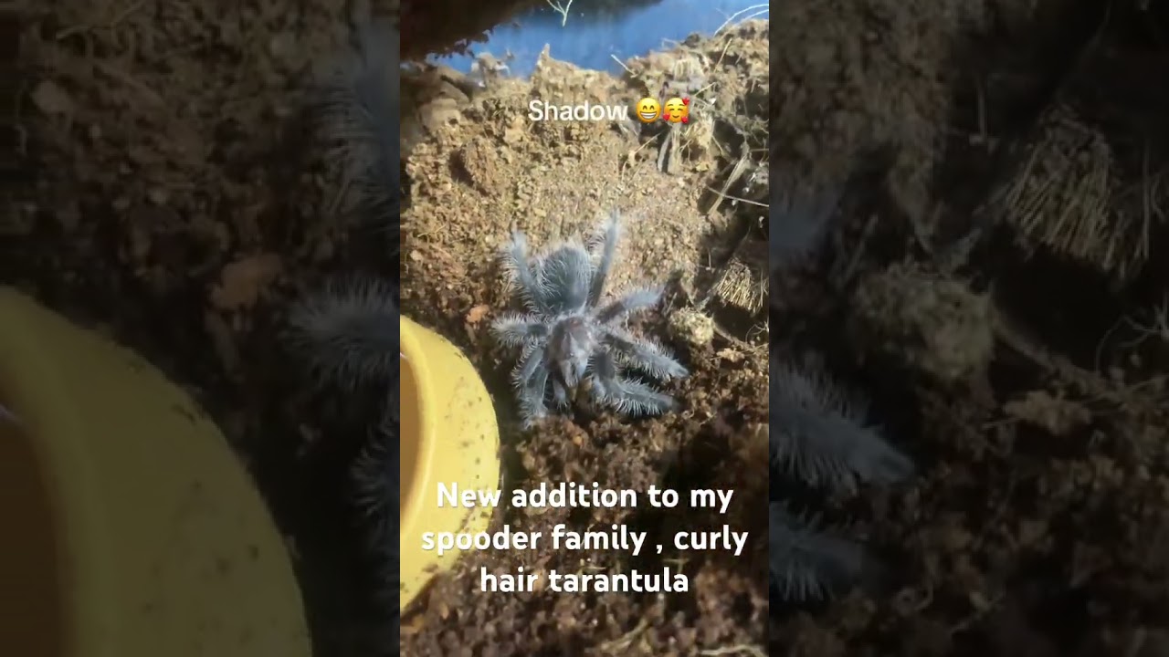 #arachnid