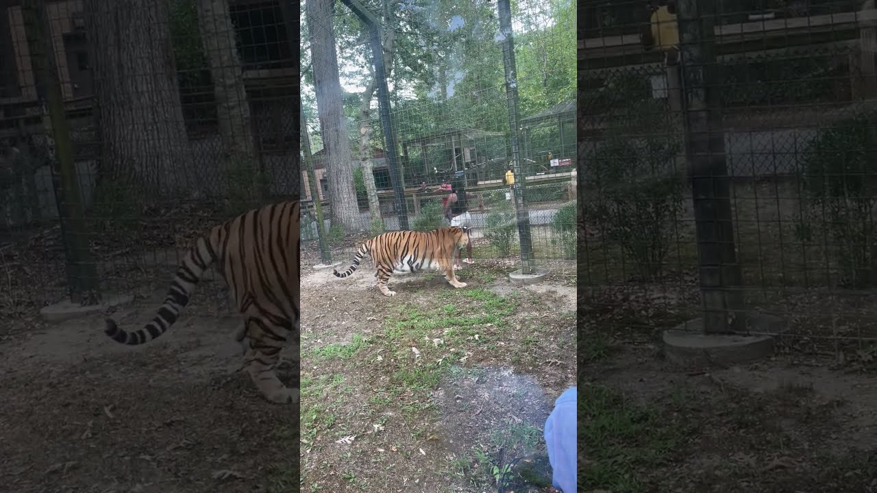 Woman Jumps Barricade To Pet Tiger At New Jersey Zoo ViralHog