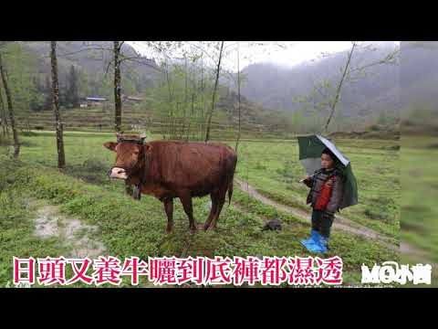 旺角MO小西最新童年神曲（担鋤头去種豆）傳遍了粵港兩地
