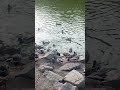 Дикі качки у ставку