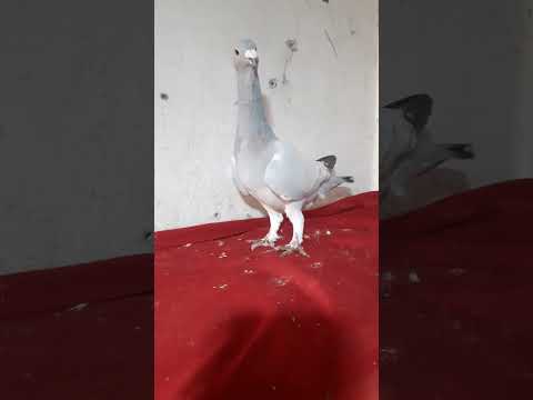 ان ترى صوت القرآن جميل فحط لايك