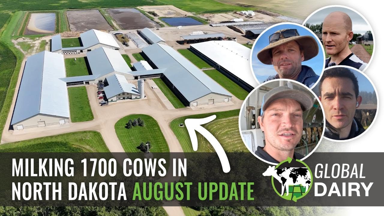 Milking 1700 cows in North Dakota - August Global Dairy