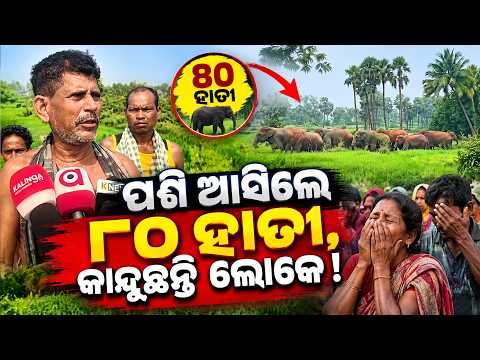 80 Elephants Create Havoc in Hindol, Paddy Crops Destroyed Across Acres