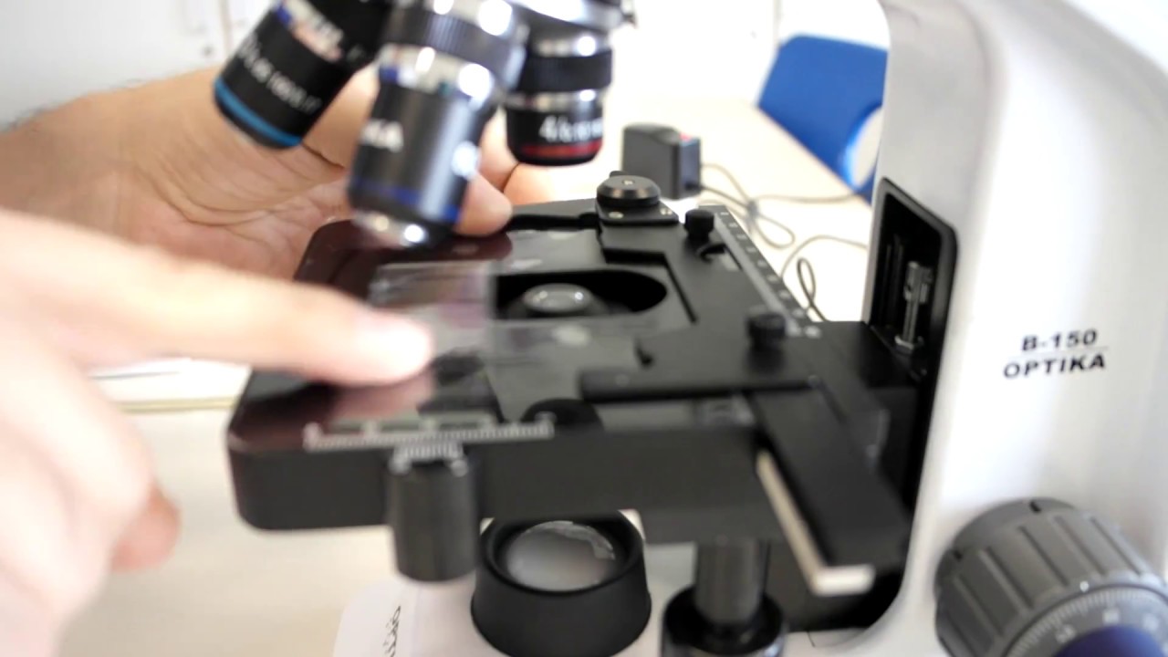 A-Level Biology: Calibration Of Eyepiece Graticule With Stage Micrometer