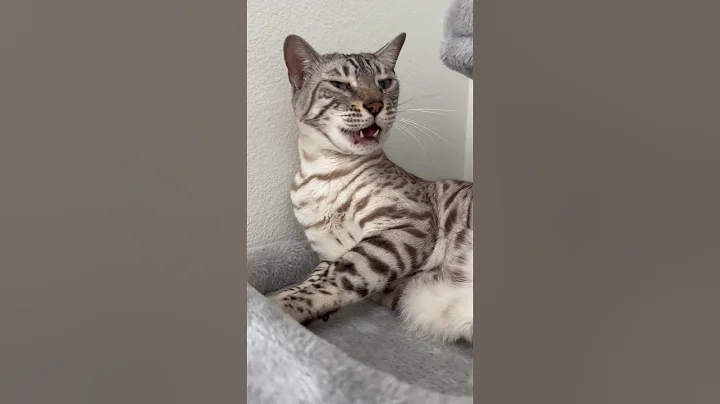 Video 5141041: bengal cat kitten pets, bengal cat pets animals, bengal pets cats cute, bengal kitten white cat, bengal cat cutecat