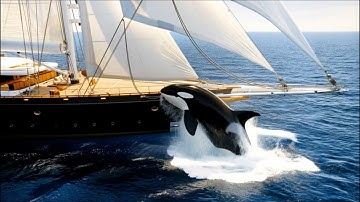 🐋💥 Jeff Bezos’ $500 Million Superyacht Koru SUNK by Orca Pod | Cinematic AI Short Film