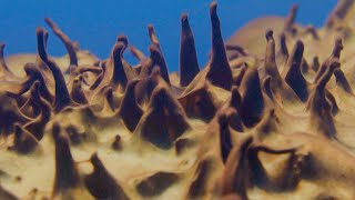 Ancient Life Discovered in Antarctica I Behind the Scenes of Frozen Planet II I BBC Earth