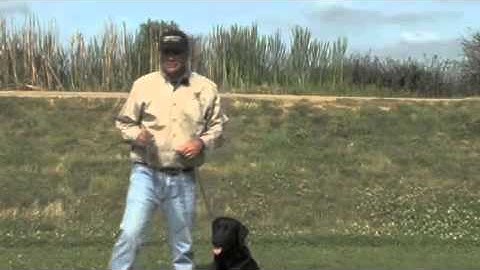 CanadaPets Video Series - The 