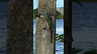 Florida Adventure Hunt/Camp Day 1 Iguana Hunt