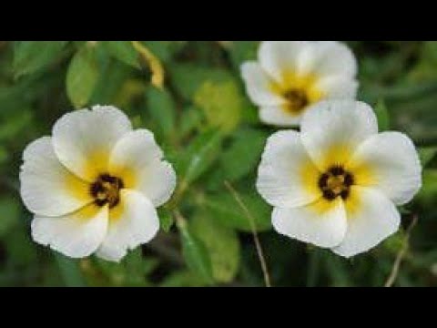 Vídeo: Quais Plantas De Interior Não Requerem Cuidados Complexos