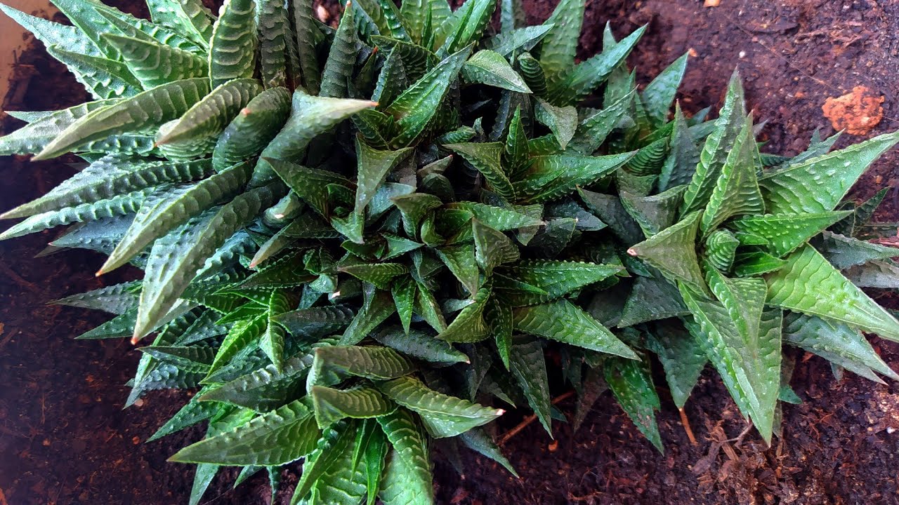 HAWORTHİA LİMİFOLİA NASIL ÇOĞALIR ✅ HANGİ TOPRAĞA DİKİLİR ✅ NASIL SULANIR