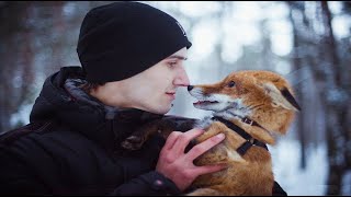 ДОМАШНЯЯ ЛИСА! Очень энергичная лисичка. Всё об уходе за лисой.