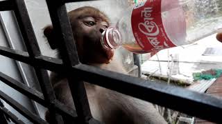 Monkey is drinking coka |coca-cola |Monkey by cute cat Bunny and Tofu♡︎ 525 views 2 years ago 41 seconds