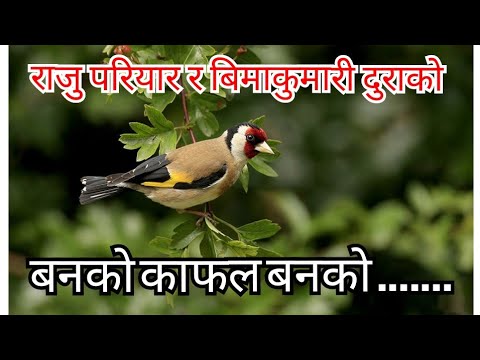 Banko kafal banko charilai  Evergreen nepali folk songs  Raju pariyar  Bima kumari dura  Sirjana