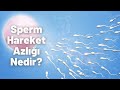 Sperm hareket azl nedir  prof dr mer faruk karata