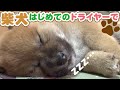 【柴犬】まとめ動画 柴犬赤ちゃん おやつ探し、初めての雪!、ライバルが寝ている間に...... など 柴犬まとめ動画