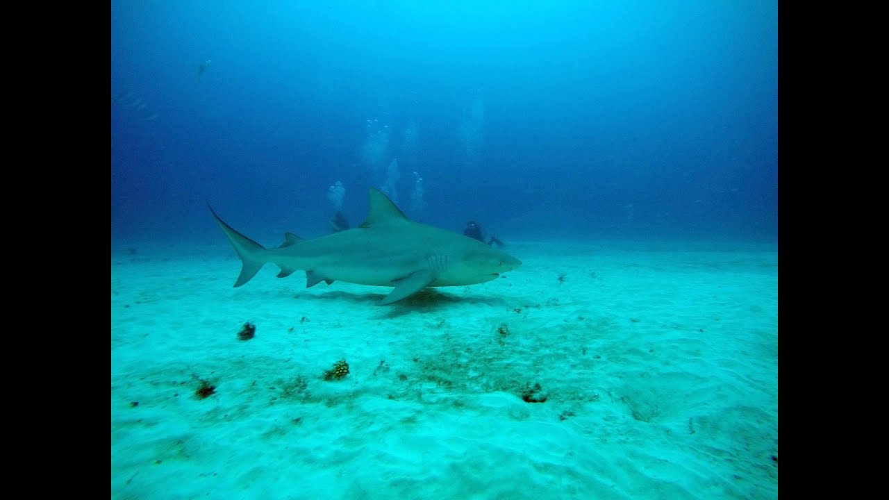 Bull Shark in Playa del Carmen and MUSA in Cancun Mexico Scuba Diving ...