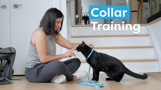 Collar Train Your Cat by Cat School Clicker Training 14,525 views 1 year ago 9 minutes, 22 seconds