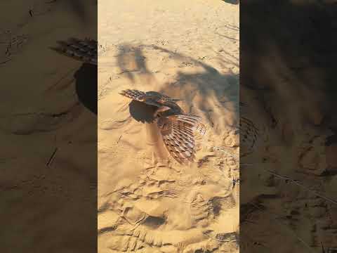 طائر البومه سبحان الله