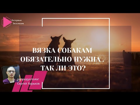 Вязка собакам обязательно нужна. Так ли это? (Интервью с Сергеем Харьковым. Продолжение)