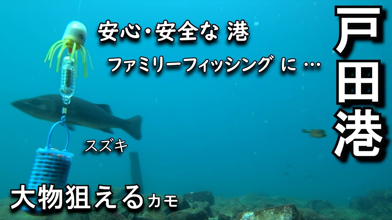 戸田港（戸田漁港）…静岡県沼津市、西伊豆にある漁港です。水深も深くて１年中釣りが出来る港で、特に初心者さんやファミリーで釣りを楽しむには絶好かと…大きなグレやスズキが泳ぐ姿を、動画でご紹介します。