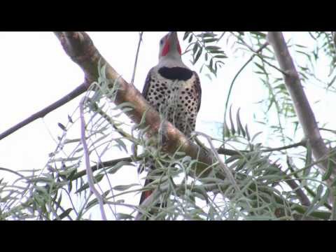 Red Shafted Flicker in Pepper Tree half-speed V19003