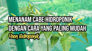 Menanam cabe dengan sistem hidroponik paling sederhana