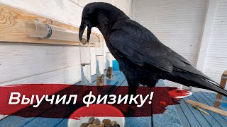 Головоломка для ворона: вода, камни и лакомство! by Ворон TV 3,843 views 1 month ago 11 minutes, 6 seconds