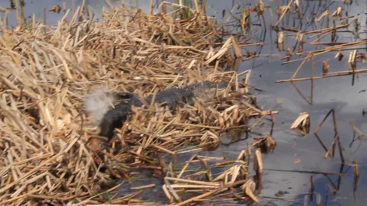 airboat tours near me Wild Florida Airboats Gator Wake